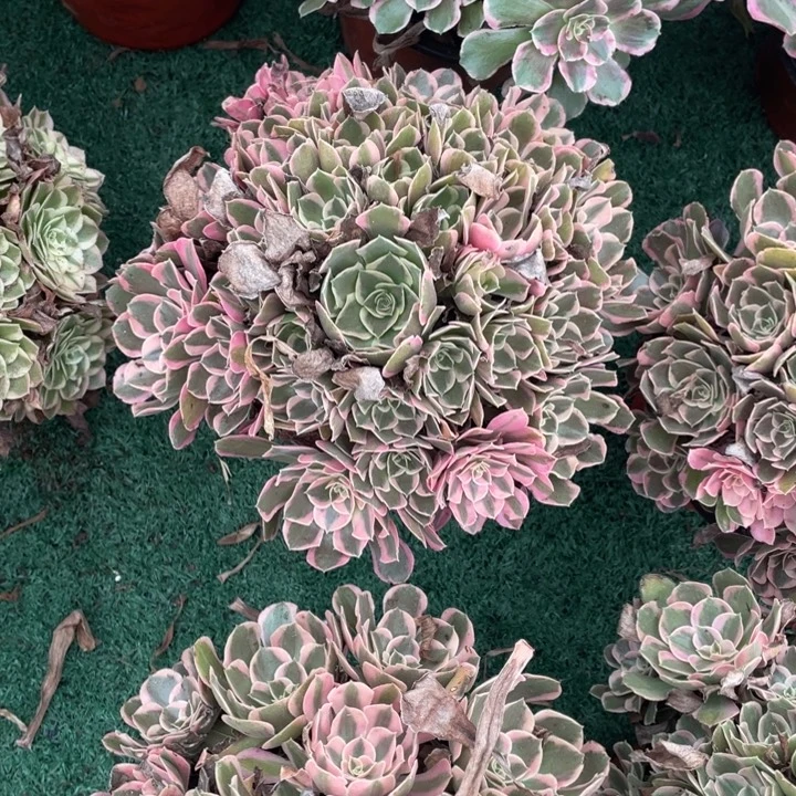 10号花样年华老桩法师
