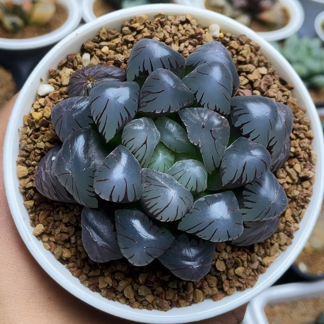 巨大城大紫玉露十二卷