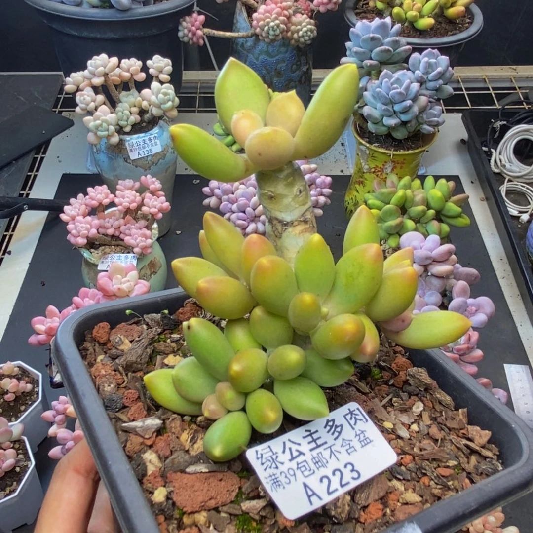 223芒果奶多肉7c m