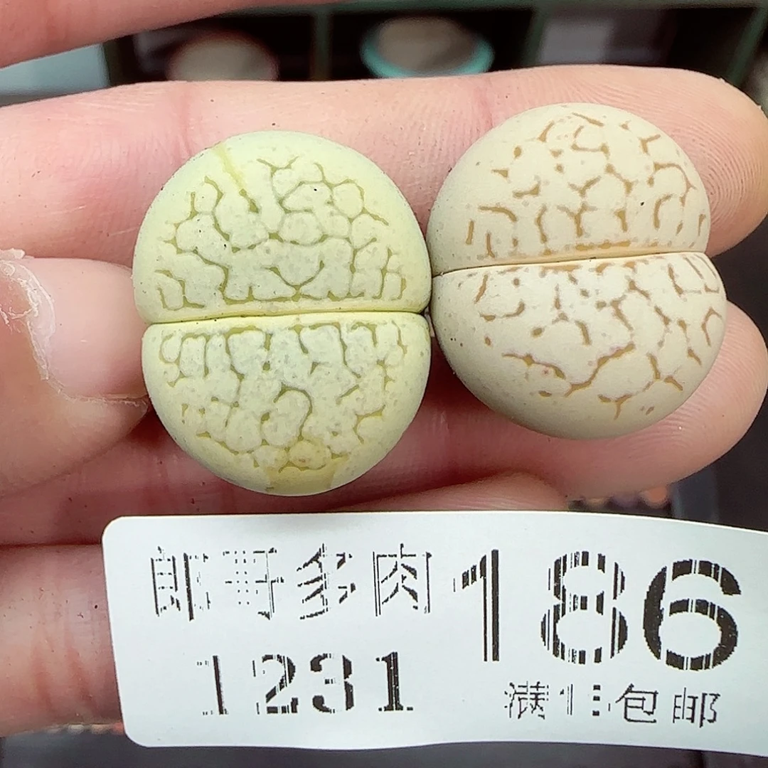 满满18包邮1231-186