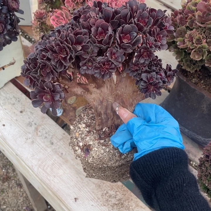 多肉都会变成黑粉来吸你