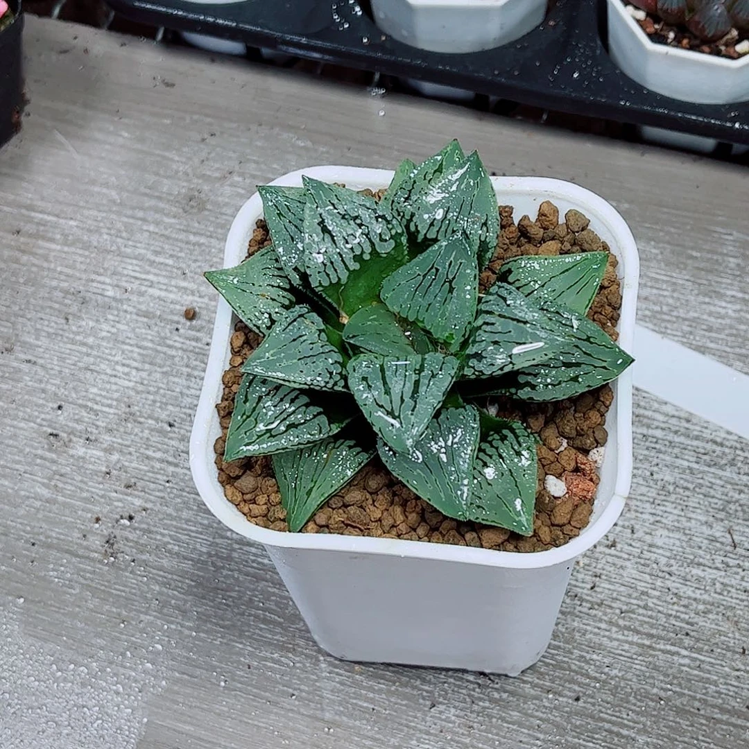 玛丽丽玉露多肉植物