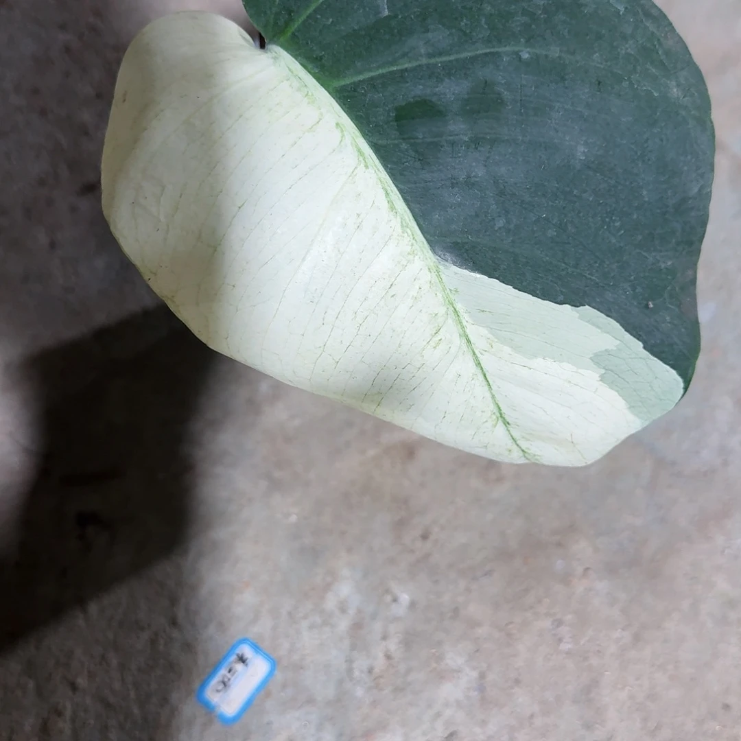 当前无花朵，栽培后可花朵剧**人龟背竹一物一拍