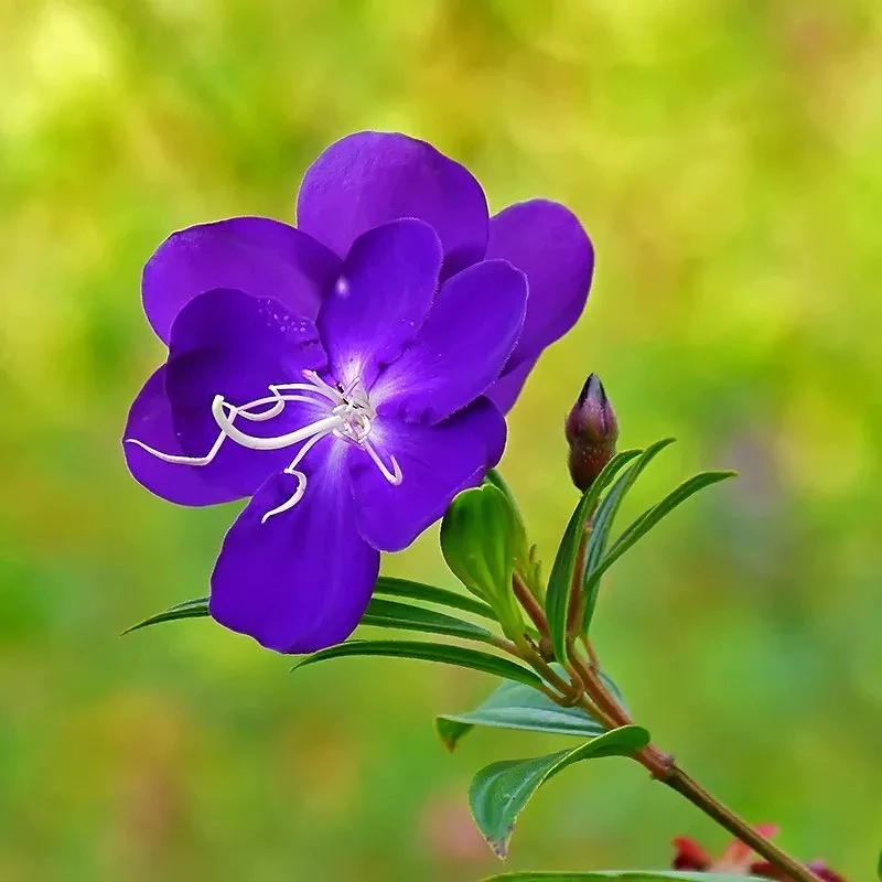 春秋花园 紫牡丹花卉盆栽多年生易活植物适合阳台室外花园庭院