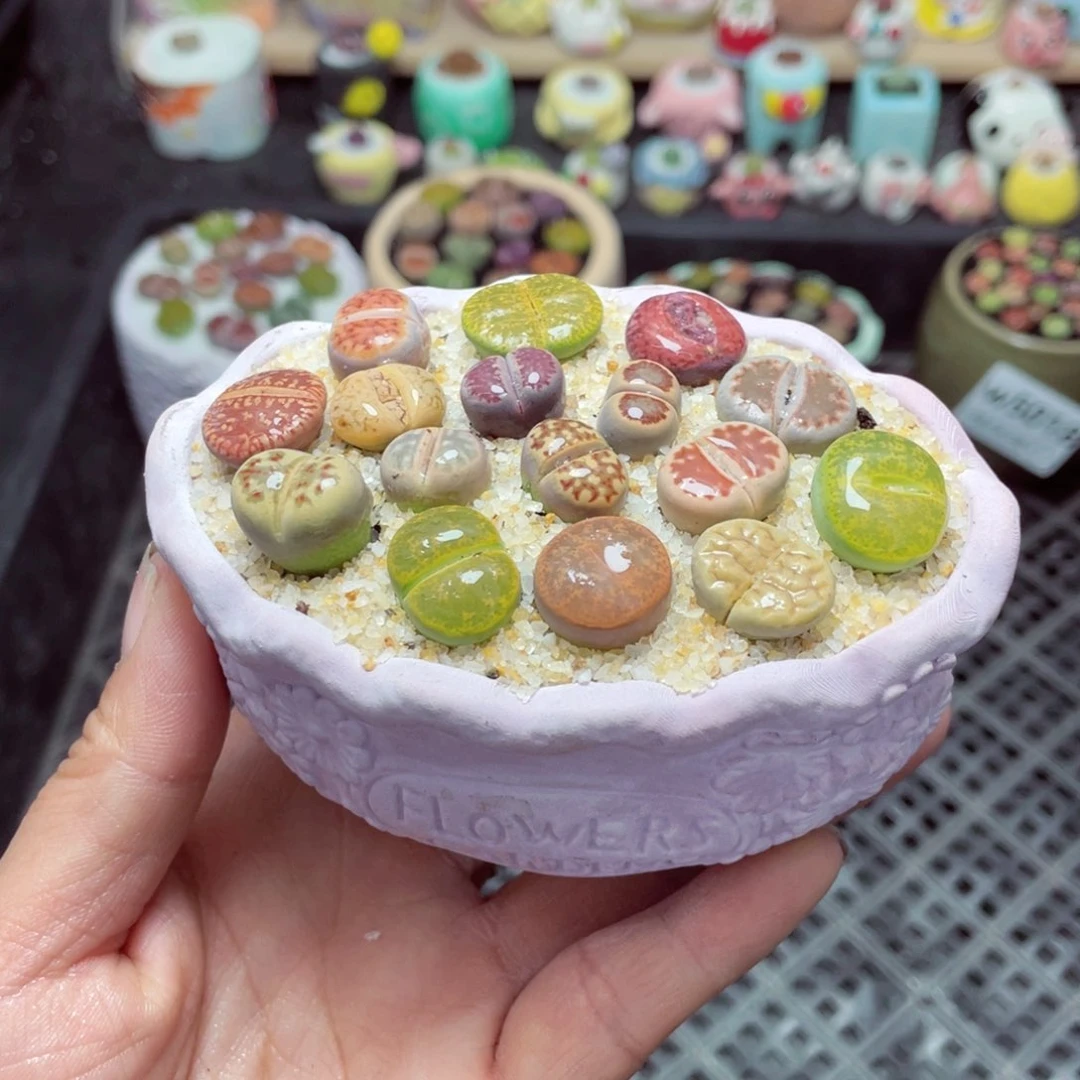 w5019 带盆土发货-零下地区拍保温箱