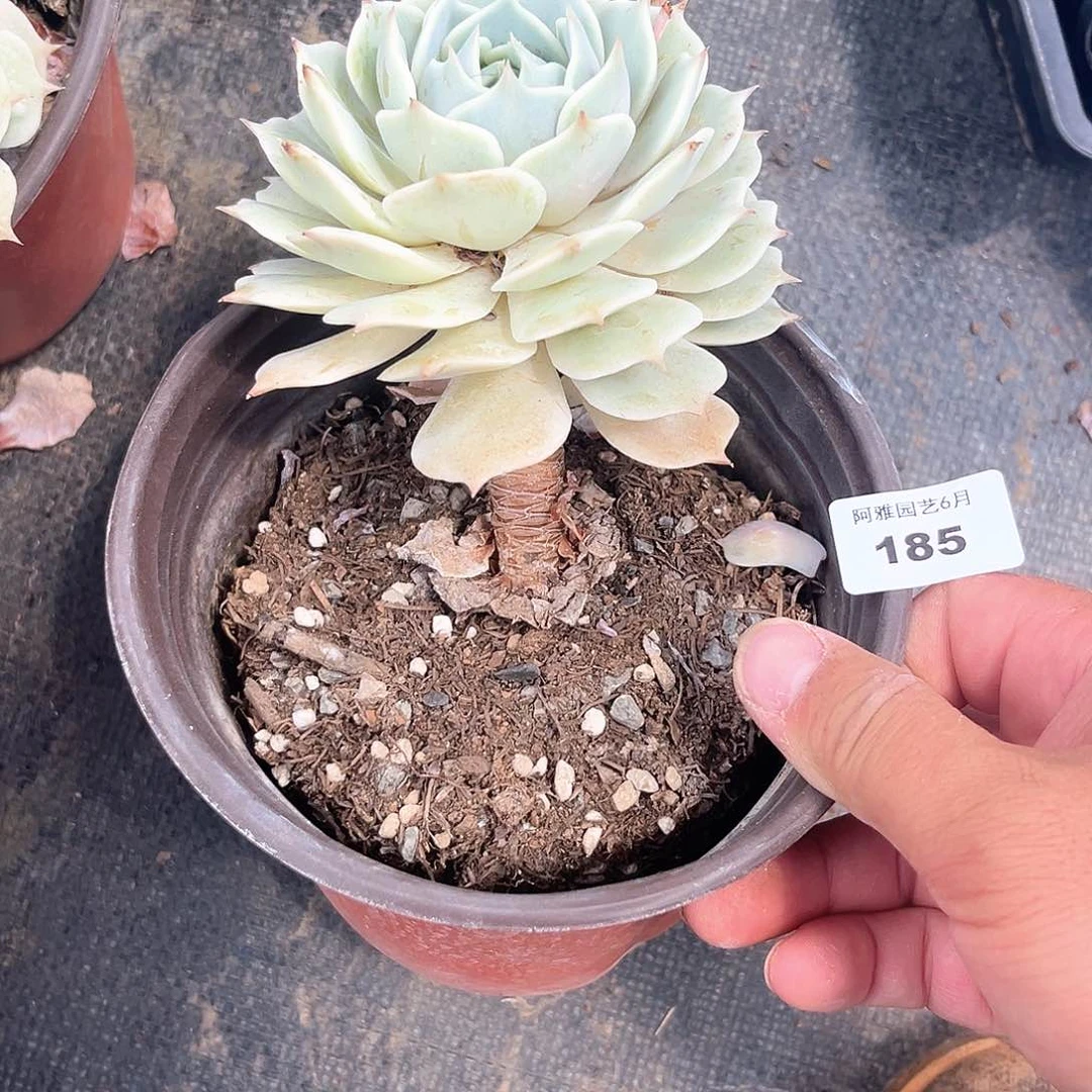 阿雅园艺。    185露娜莲有腿