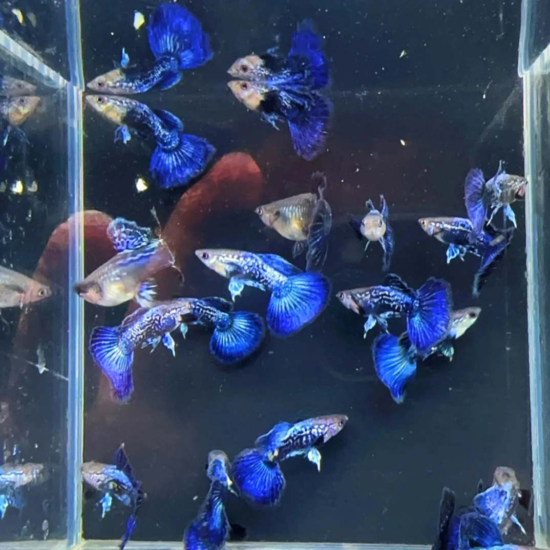 泰系满鳞紫龙青花瓷
