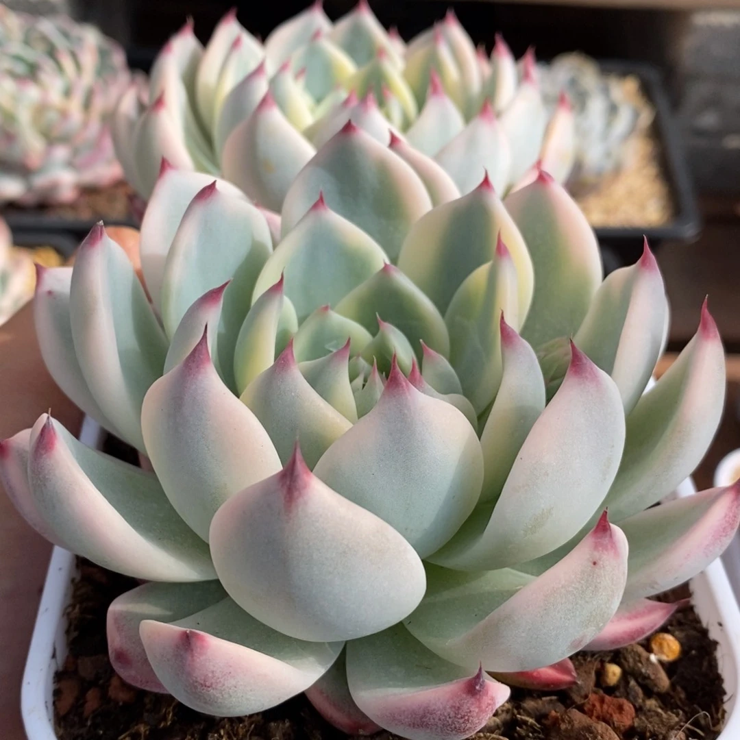 吉娃娃锦新年福利