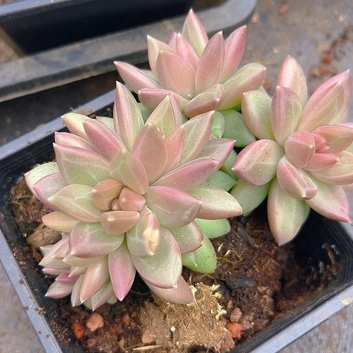 迷雾泡泡朵朵美人系列一物一拍多肉