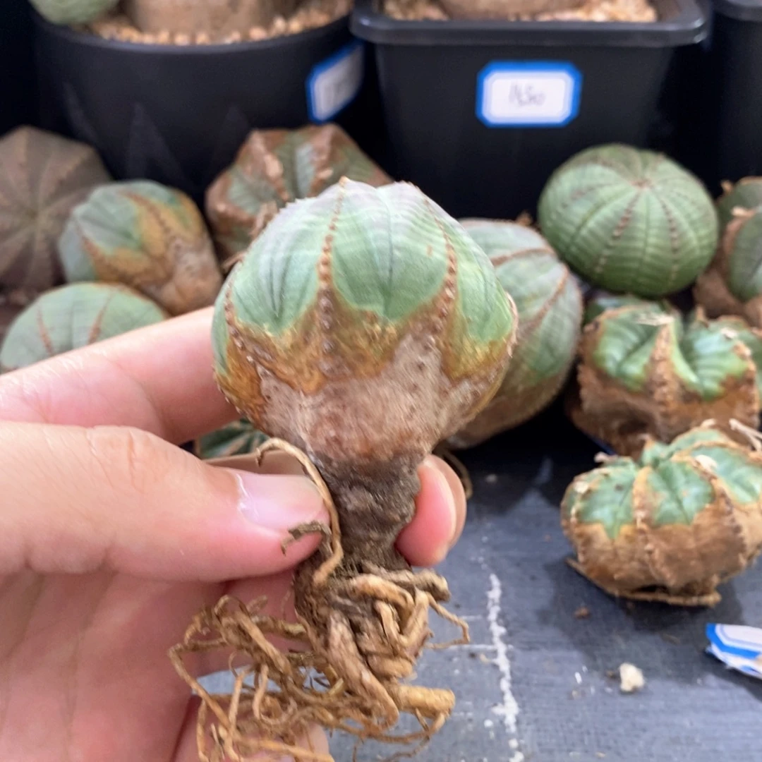 11 欧系实生布纹球多肉植物