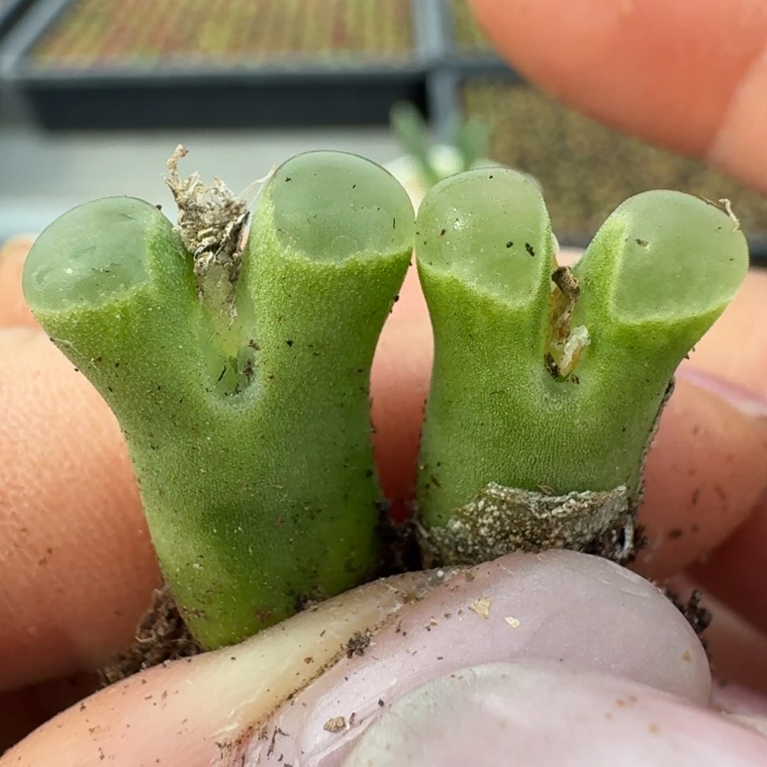 9*717两颗佛度00000000