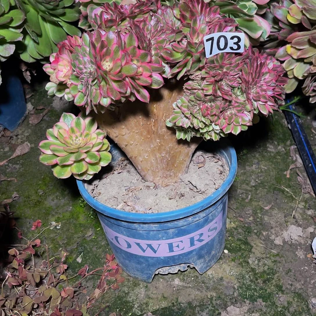 法师法师15-2包邮法师