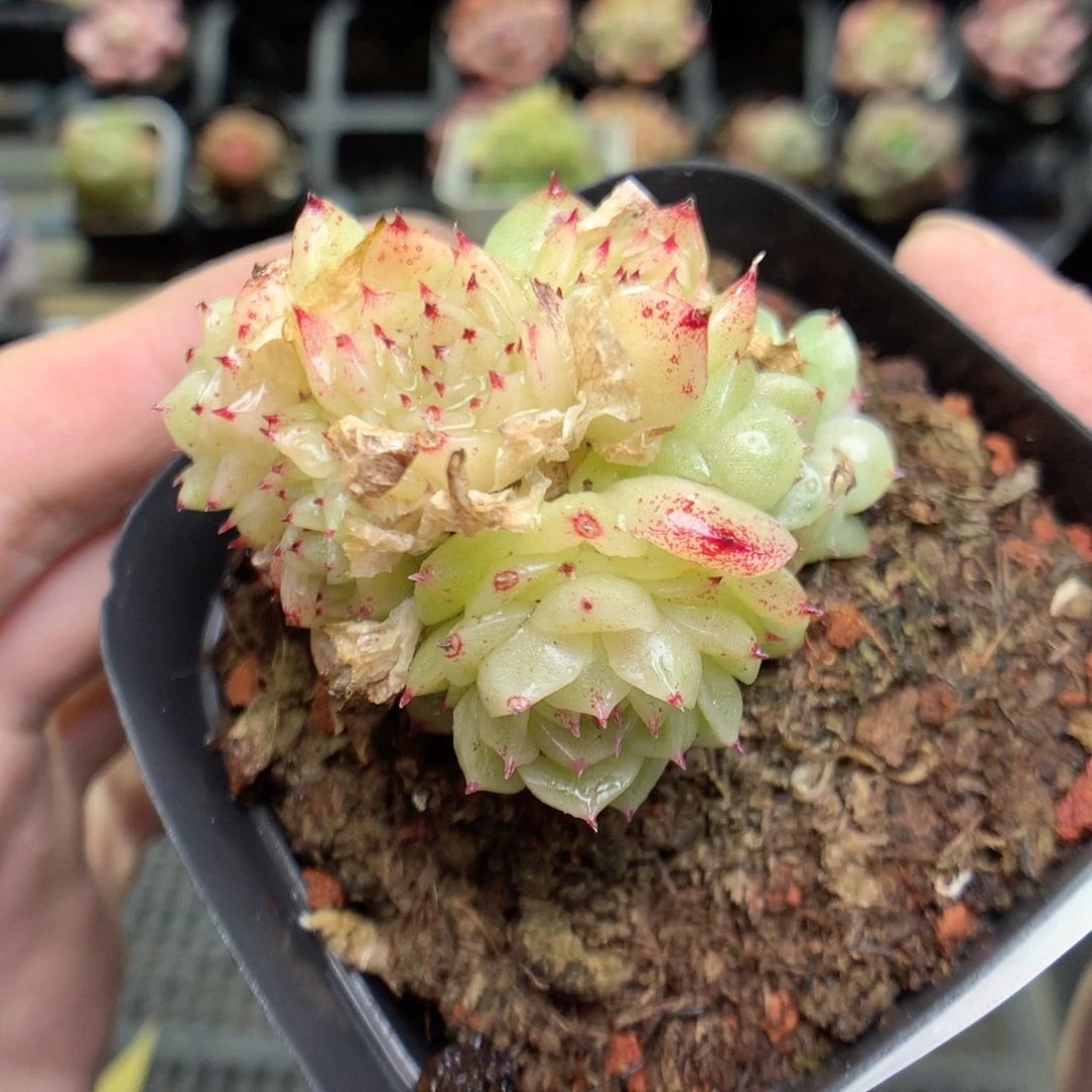 C79y y y y y y y