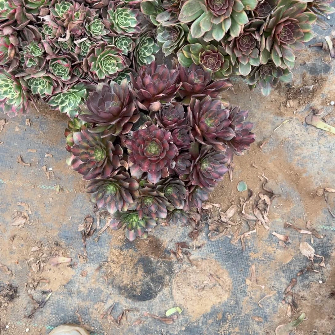 647三颗组合多肉植物法师