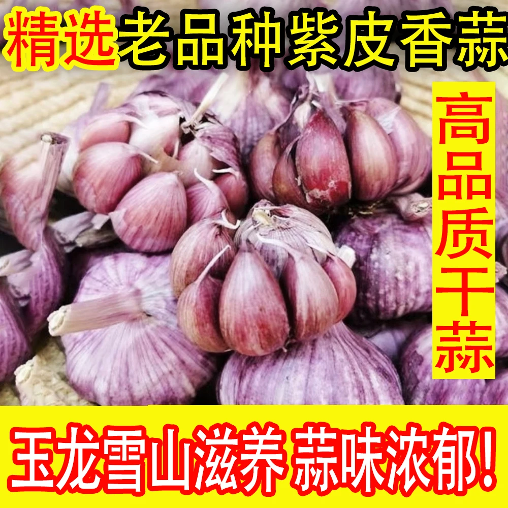 云南正宗紫皮大蒜纯干蒜2025年新晒多瓣蒜香辣