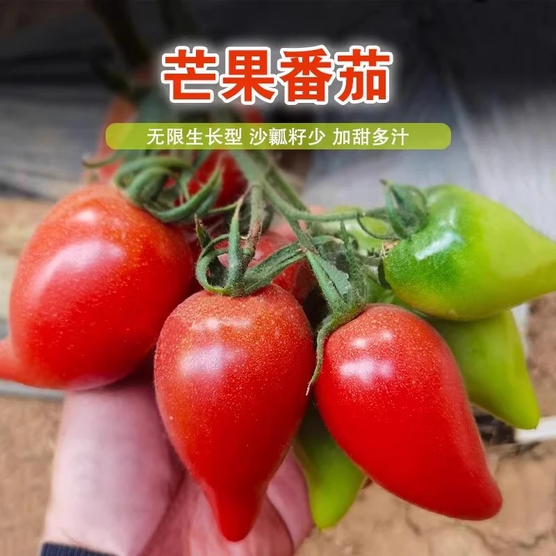 超甜芒果蜜番茄种子沙瓤水果大西红柿种籽四季盆栽蔬菜孑苗秧春季