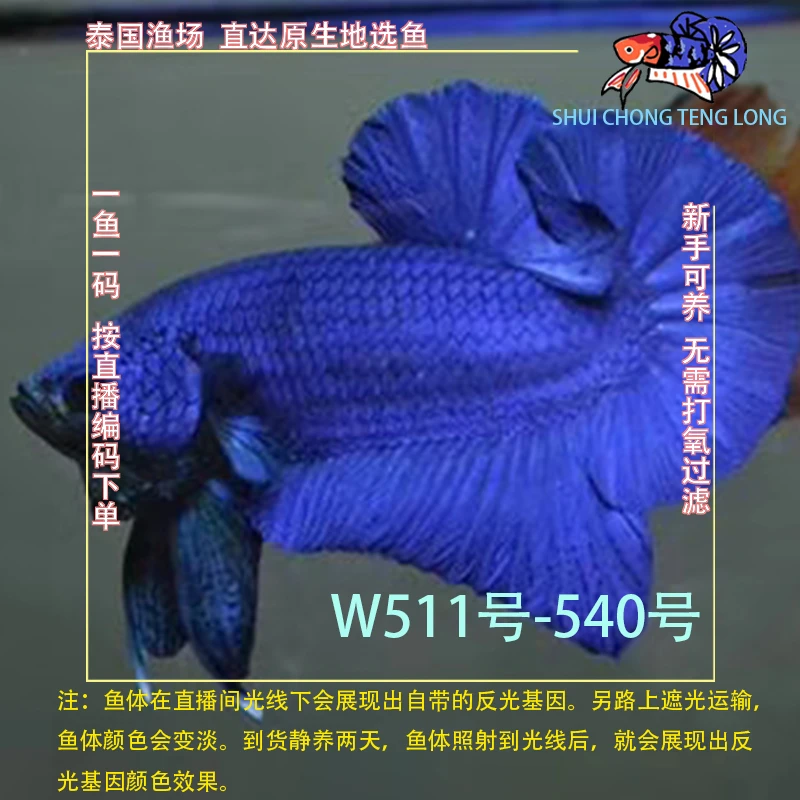 水宠腾隆W511-540号泰国斗鱼星河糖果将军半月热带观赏鱼新手可养