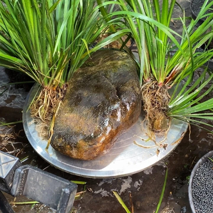 祥***和无花朵石菖蒲这才刚刚