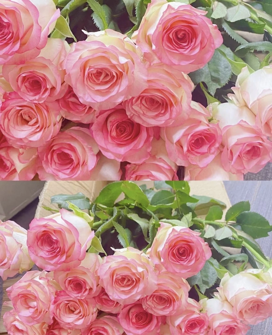 YT［艾莎］单头粉边白底玫瑰花束全场任意两单顺丰冷链包邮鲜切花