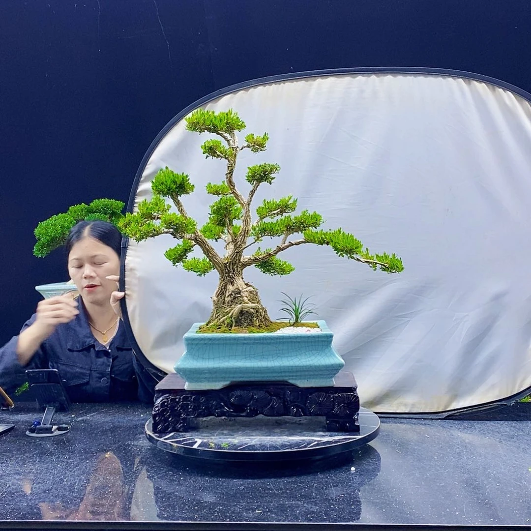 无花朵黄杨盆景造型