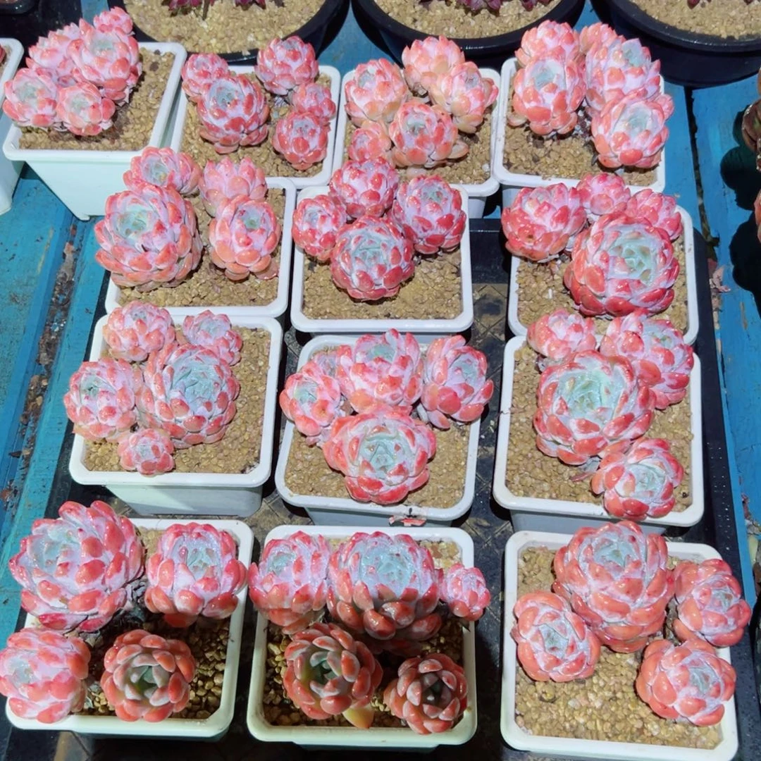 精品多肉植物老桩随机发一棵糖心优选