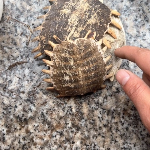 核桃木/黑胡桃（胡桃木）城****友