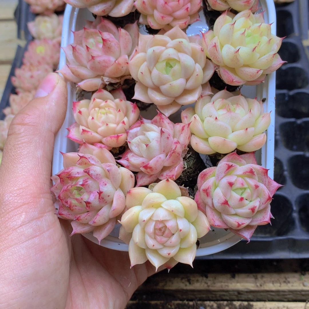 我要去看你了啊023