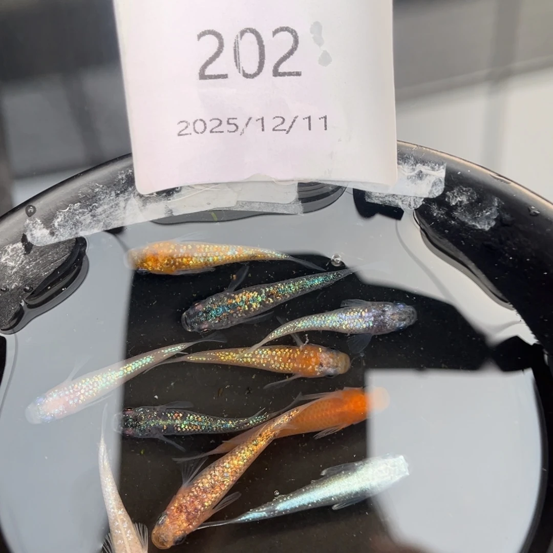 青鳉鱼202随机10尾