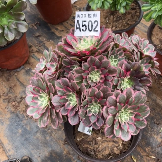 502孔雀翎不包断枝