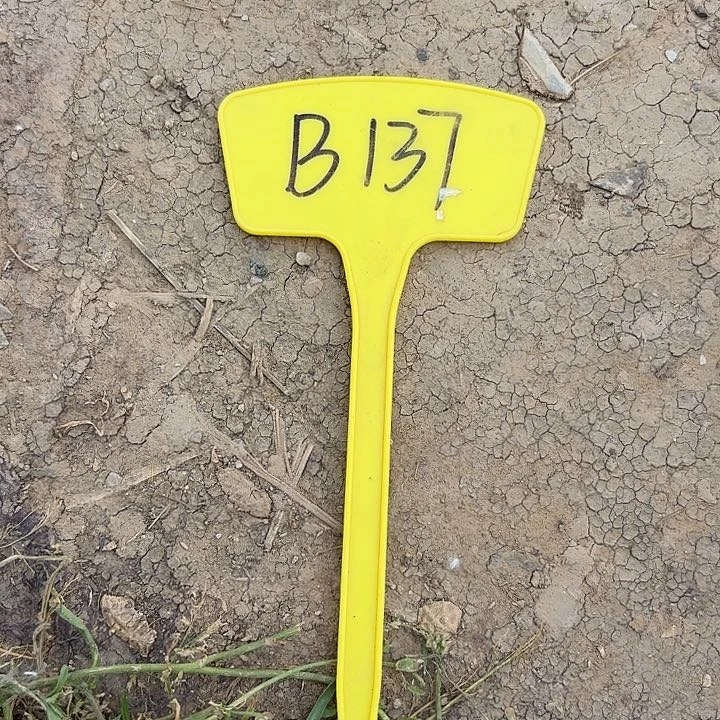 小*B137,大炮脚芽一颗
