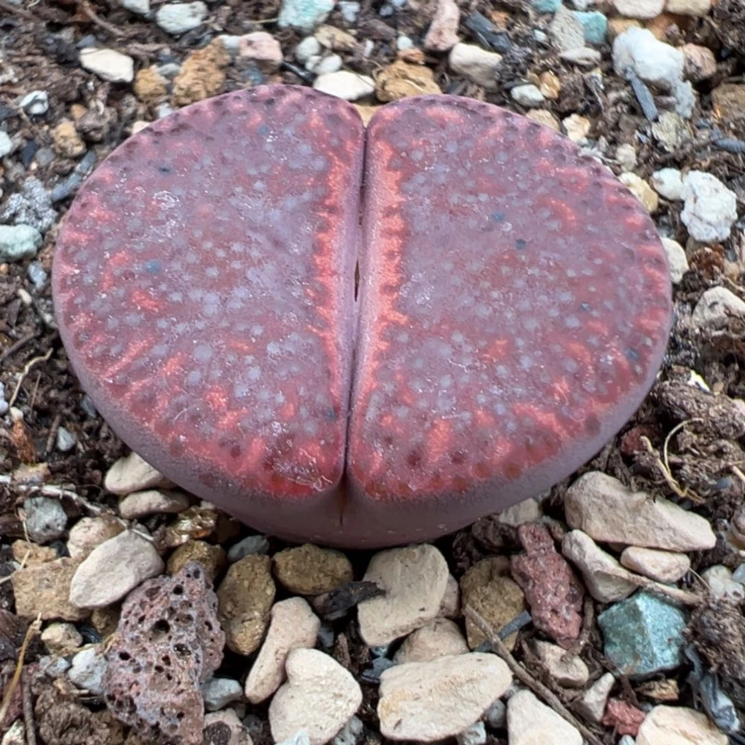 10.18好看的多肉脱土发货754