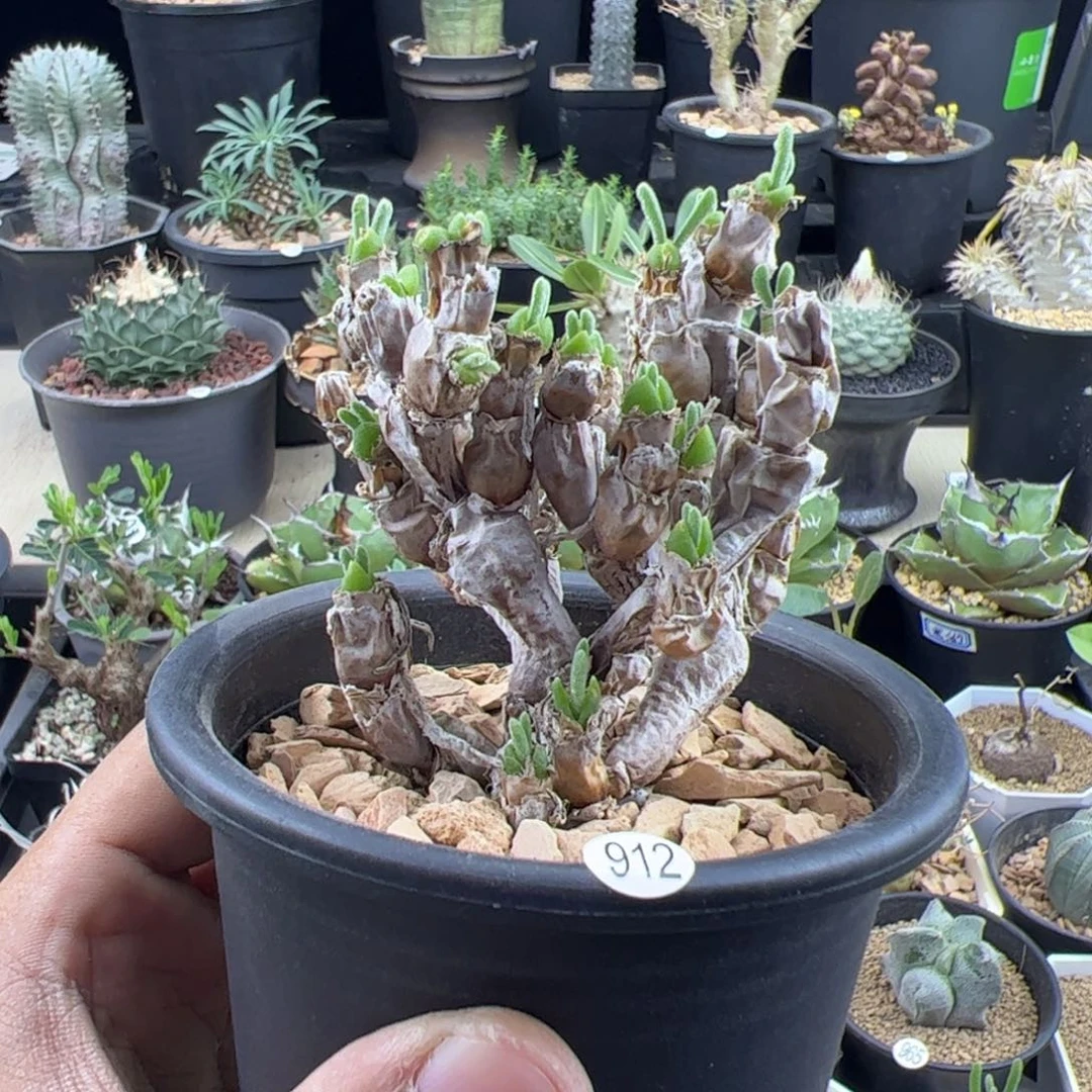 碧光环老兔子一物一拍