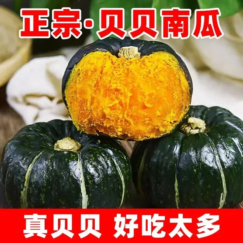 正宗贝贝南瓜新鲜南瓜粉糯香甜宝宝辅食板栗味正品新鲜小南瓜甜糯