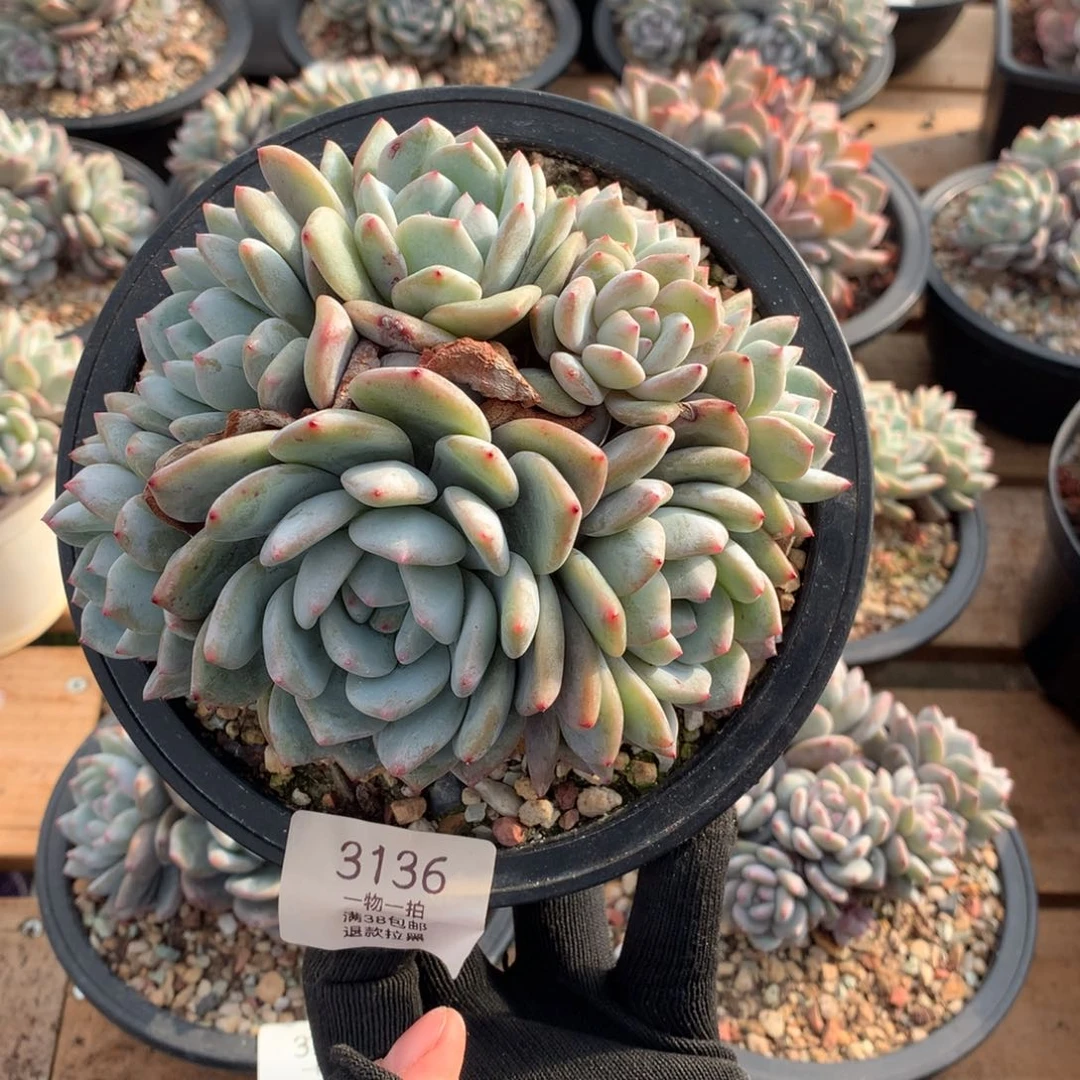 15厘米八头有砍石榴籽3136