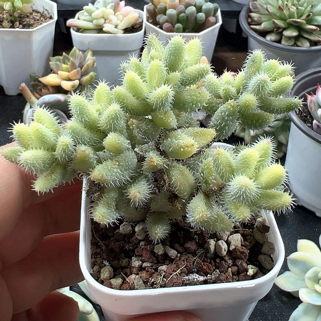 雷童锦 小方花圃一物一拍