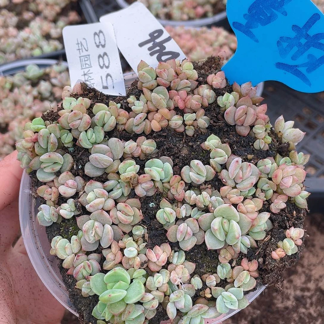 量拍多肉植物多肉植物588