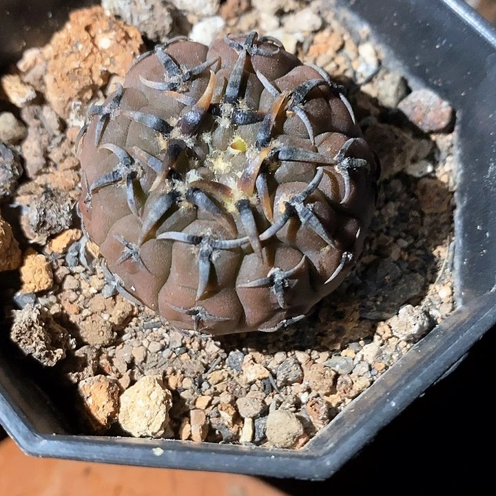 孤品实生顶级爆种特粗刺怪龙丸3.5cm