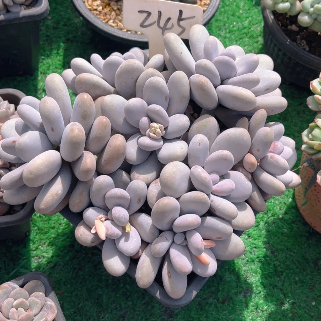 高*夕245fghhjjjjjjnn