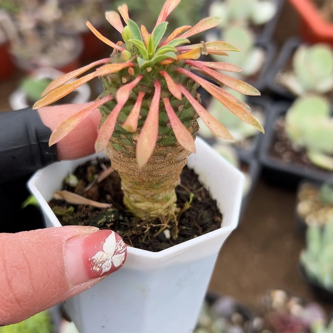 多肉植物铁甲麒麟