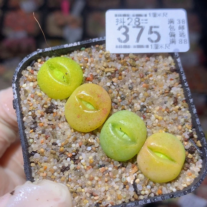 精品生石花28.375