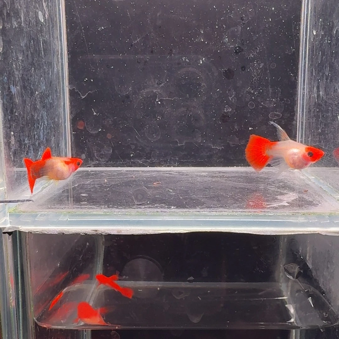 孔雀鱼深海蓝玻璃猫大C1对