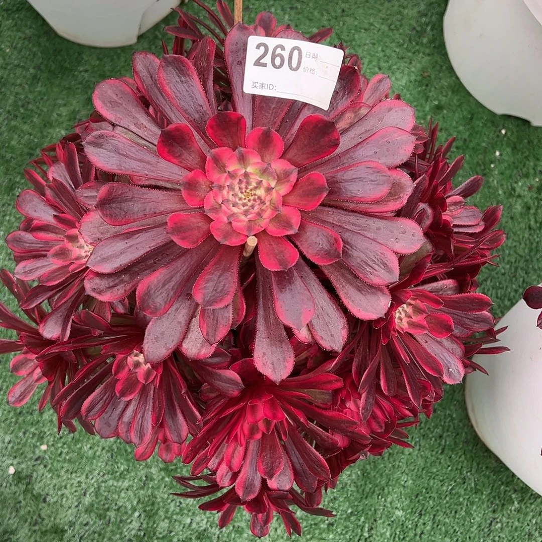 260十里红妆多肉法师植物