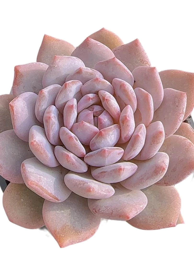星星橙（多肉植物)满19.9包邮 云南基地源头直发新手好养