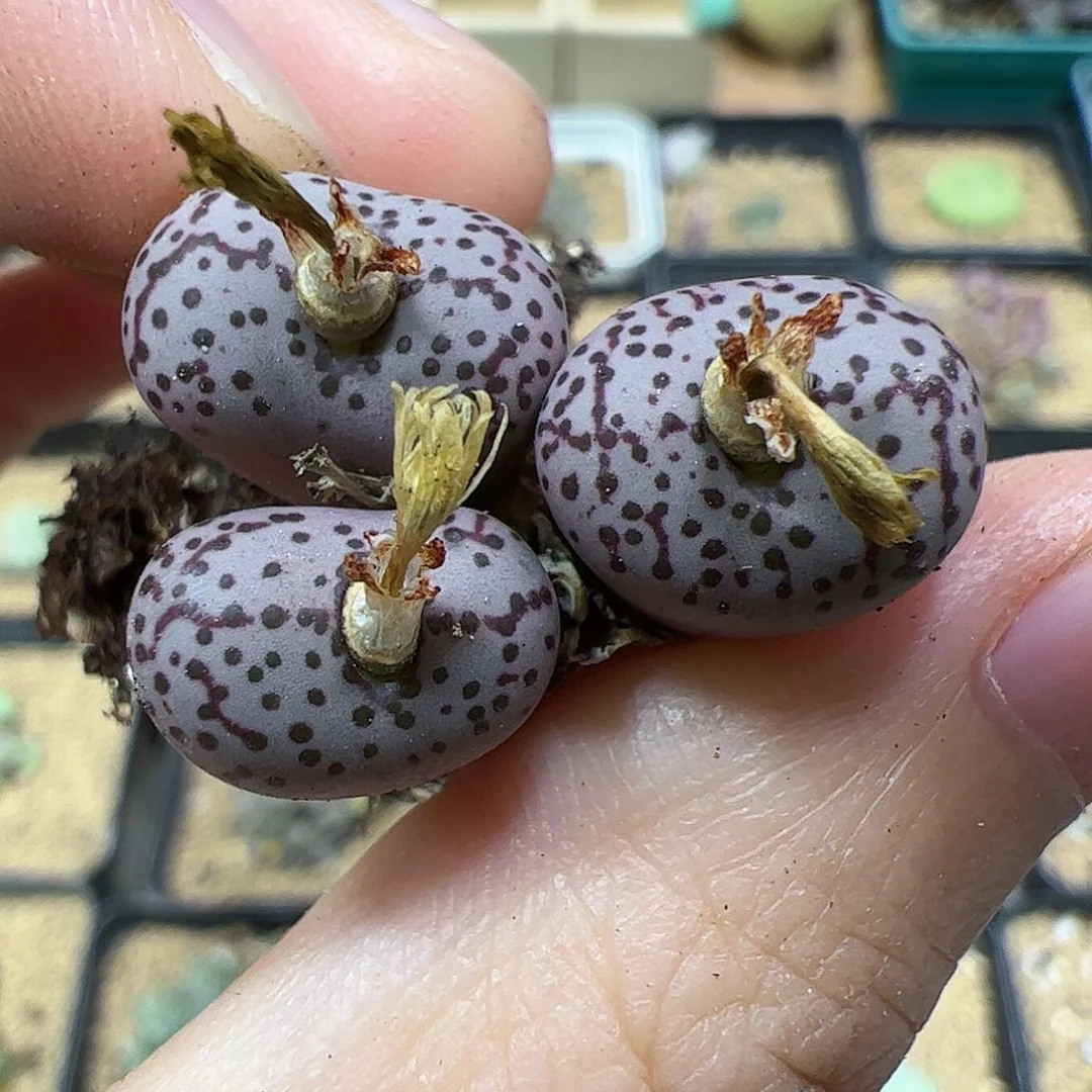 【闪购商品】385 火龙果