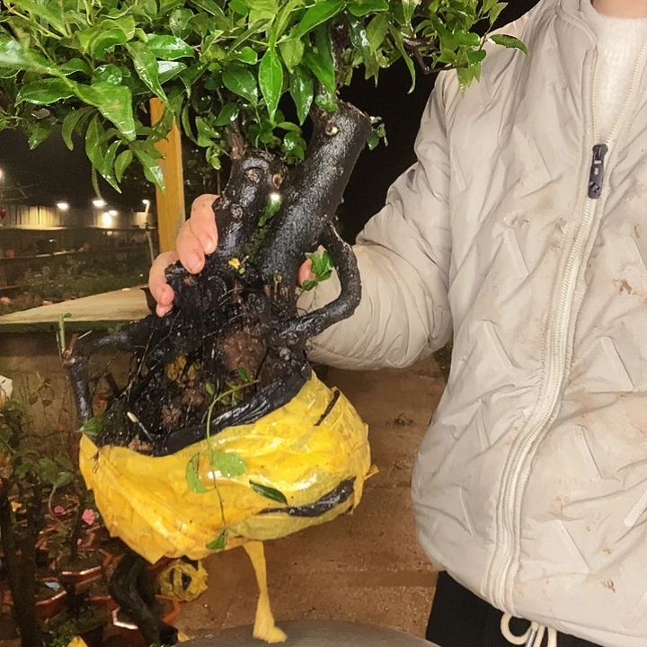 猪***无花朵出发回家看机会