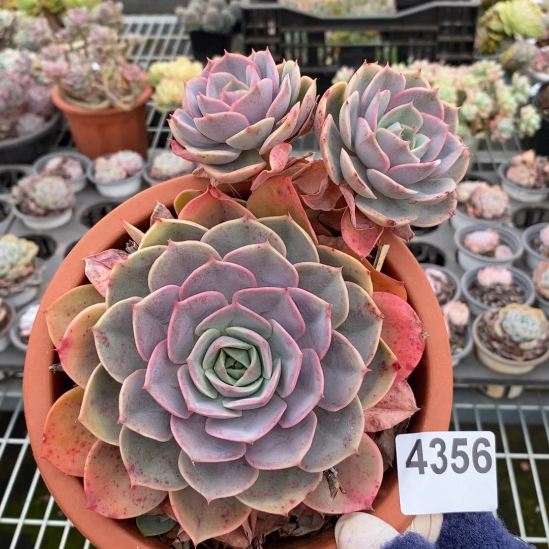 4356蓝色苍鹭一物一拍