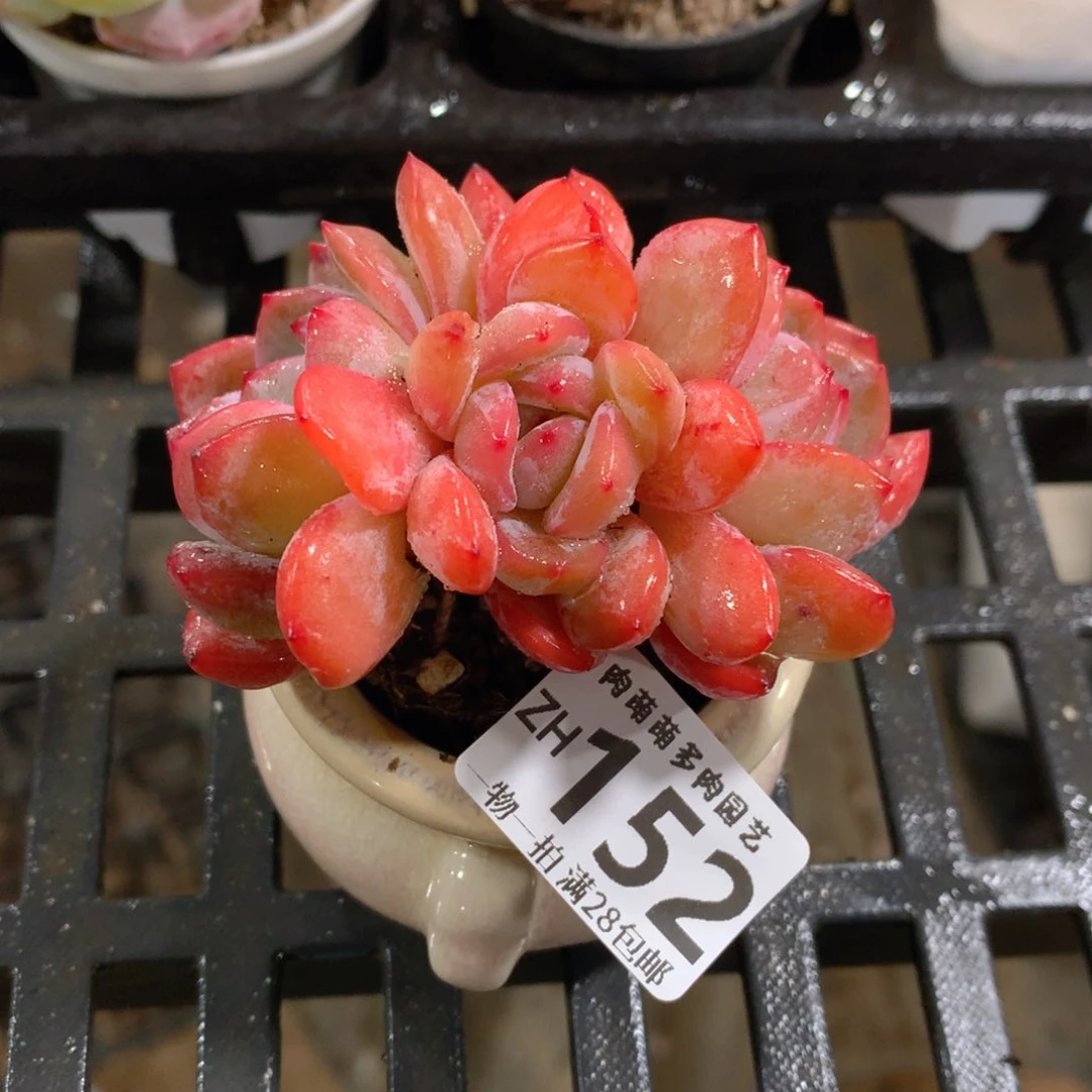 肉萌萌拇指盆精控多肉ZH152