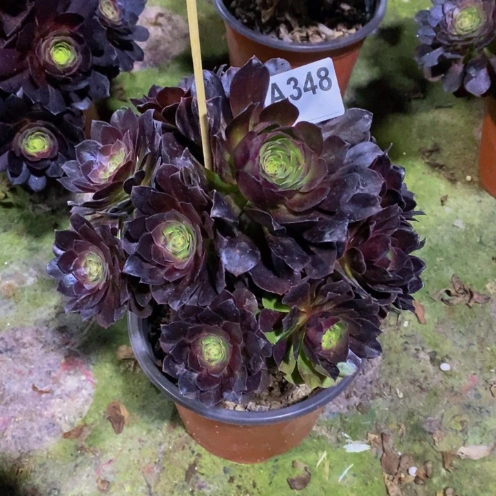 黑骑士多肉植物348