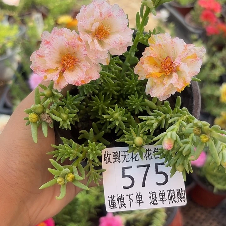 无花朵575超小苗盆口10cm