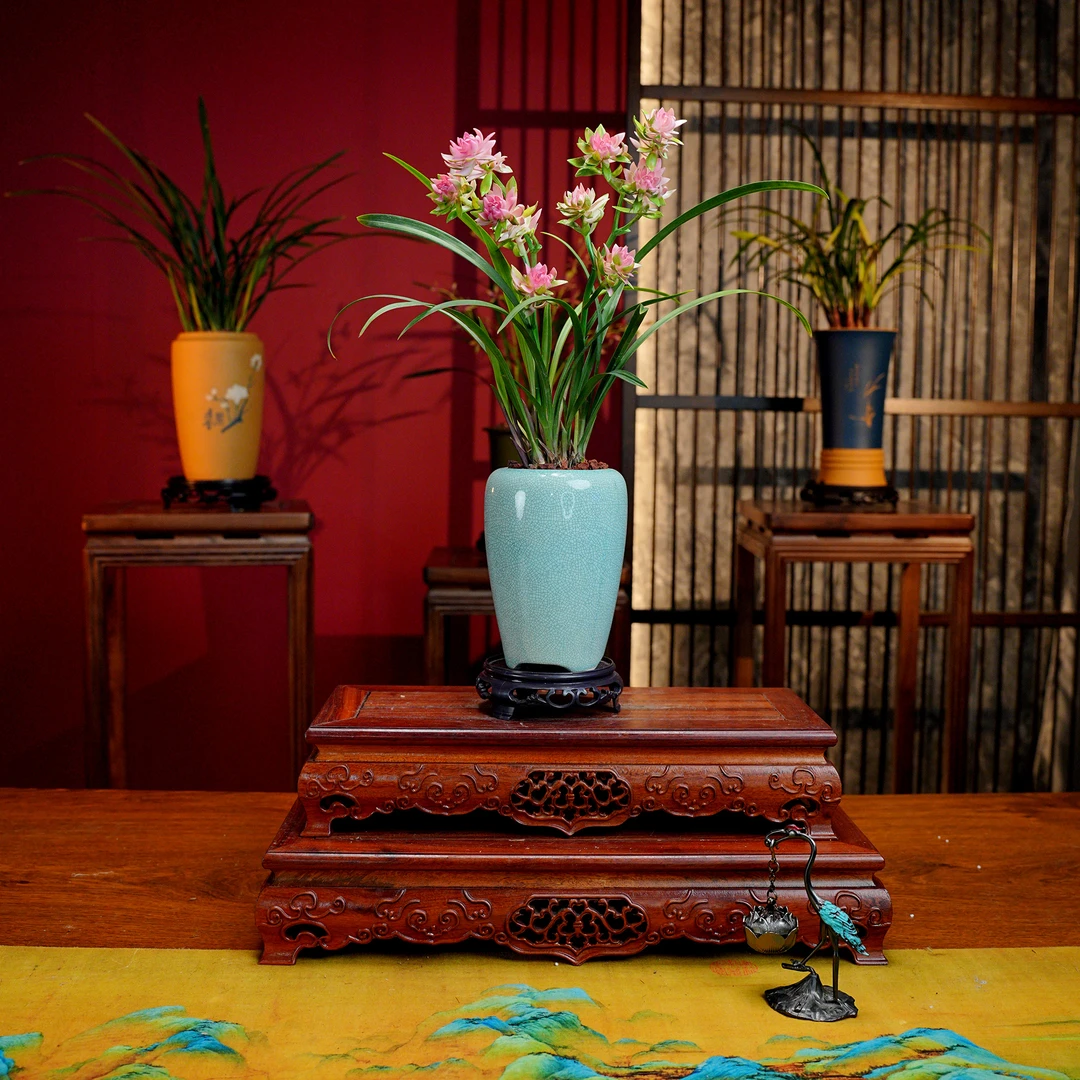 建兰铭品【天山牡丹】浓香型兰花 景德镇窑冰裂陶瓷盆 室内好养
